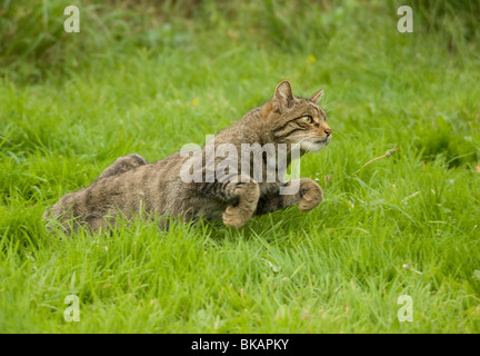 Chat sauvage, Felis silvestris, commence à courir Banque D'Images