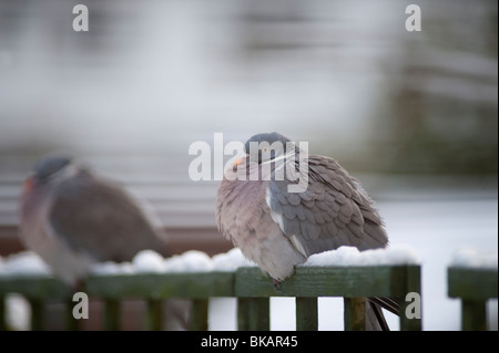 Pigeon ramier, Columba palumbus, sur la neige couverts de plumes clôture treillis groupés contre le froid Banque D'Images