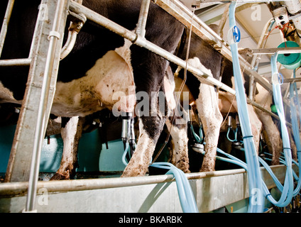 La traite des vaches dans une laiterie nr Leigh, Surrey Banque D'Images