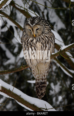 Habichtskauz chouette de l'Oural Strix uralensis,, Banque D'Images