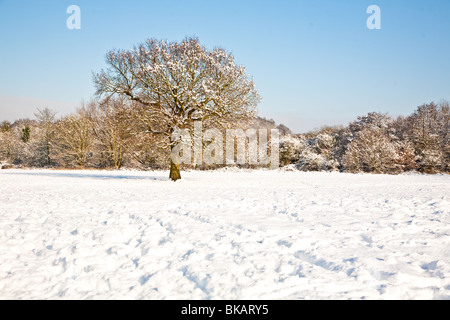 Champ couvert de neige avec un grand arbre en hiver Banque D'Images