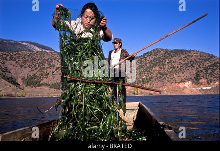 Avec un ami Suo Mo Mu Ze Latso descend à Lugu Lake afin de recueillir un type d'algue / plante pour nourrir le bétail Banque D'Images