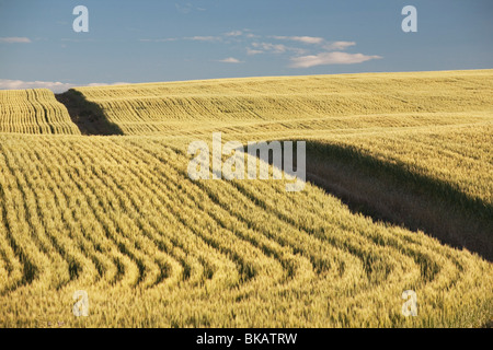 Champ de blé vert, centre de l'Alberta, Canada Banque D'Images