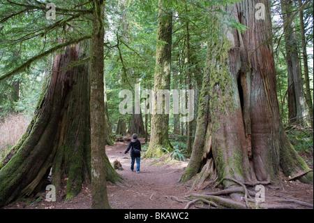 La forêt ancienne dans la région de Cathedral Grove MacMillan Provincial Park, l'île de Vancouver, Colombie-Britannique, Canada Banque D'Images