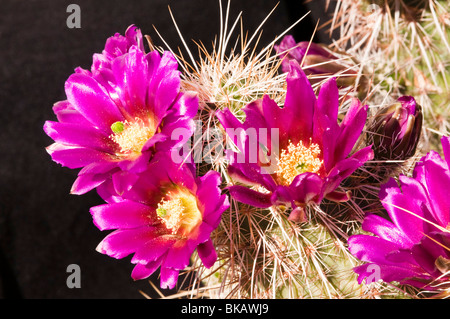 Fleurs de cactus hérisson fleurissent dans le désert de Sonora Banque D'Images