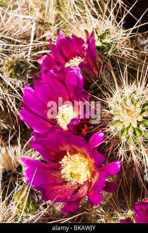 Fleurs de cactus hérisson fleurissent dans le désert de Sonora Banque D'Images