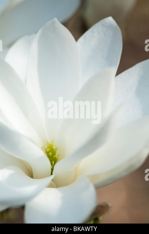 Magnolia 'parfait' Fleur Banque D'Images