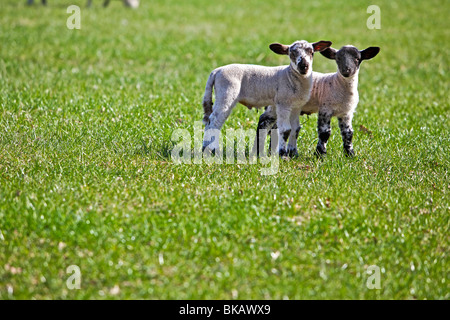 Agneaux de printemps en vert Pâturage champ sur sunny day Banque D'Images