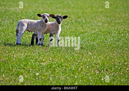 Agneaux de printemps en vert Pâturage champ sur sunny day Banque D'Images