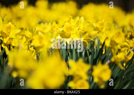 Jonquilles en pleine floraison Banque D'Images