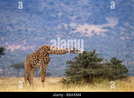 Girafe, Giraffa camelopardalis, utilise long cou pour parcourir sur un acacia bush Banque D'Images