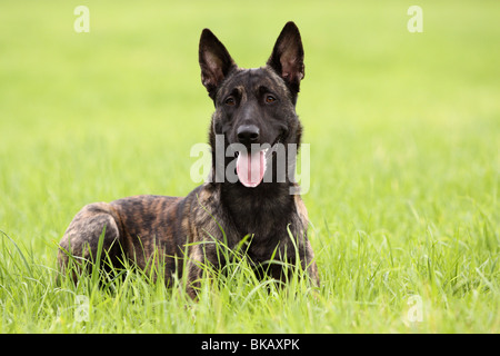 Dutch Shepherd Dog Banque D'Images