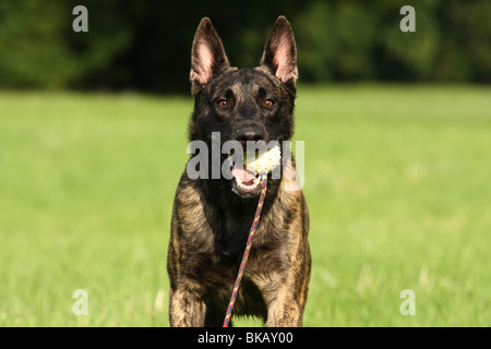 Dutch Shepherd Dog Banque D'Images