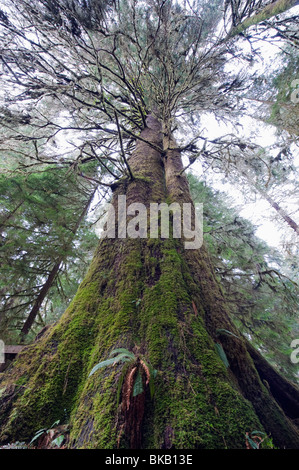 La forêt ancienne dans le parc provincial de la Carmanah Walbran, île de Vancouver, Colombie-Britannique, Canada Banque D'Images