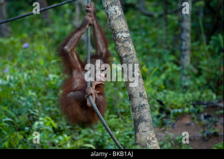 Un jeune orang-outan, Pongo pygmaeus, jouant, réserve naturelle, le Shangri-La Rasa Ria, Sabah, Malaisie Banque D'Images