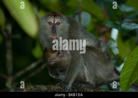 Les macaques à longue queue, Macaca fascicularis, mère et bébé, Kinabatangan, Sabah, Malaisie Banque D'Images