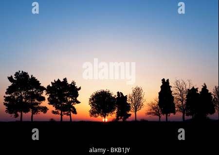 Ligne de silhouette des arbres dans la campagne anglaise au lever du soleil Banque D'Images