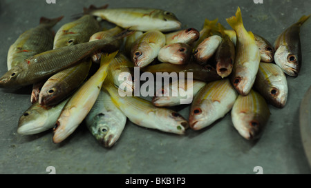 Le poisson frais du marché au poisson,ban phe , Rome , Italie Banque D'Images