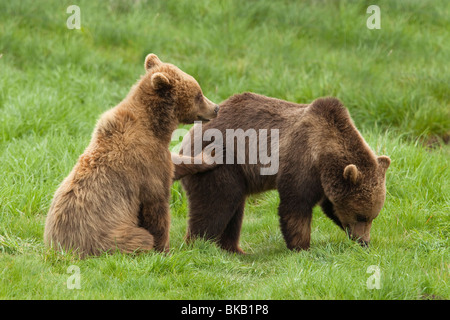 L'ours brun (Ursus arctos). Deux jeunes jouant sur un pré. Banque D'Images