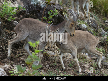 Nilgiri Tahr Banque D'Images