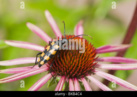 Le longicorne Yellow-Black Strangalia maculata Insectes Suède Scandinavie Europe Banque D'Images