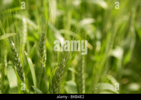 Sativa avoine verte macro détail champ de céréales Banque D'Images