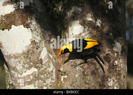 Regent (oiseau Sericulus chrysocephalus), homme accroché à un tronc d'arbre. Banque D'Images