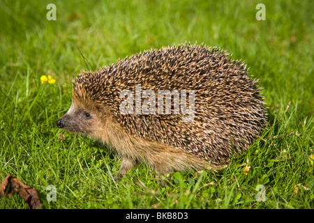 Hérisson Erinaceus europaeus dans jardin Suède Europe Banque D'Images