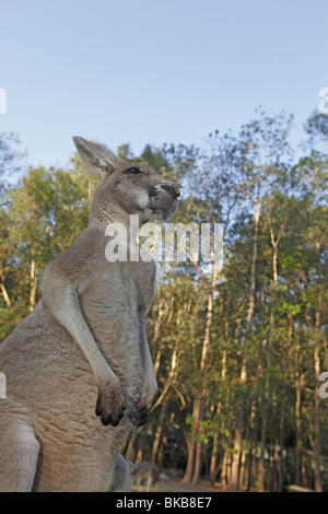 Le kangourou gris (Macropus giganteus). Portrait d'adulte. Banque D'Images