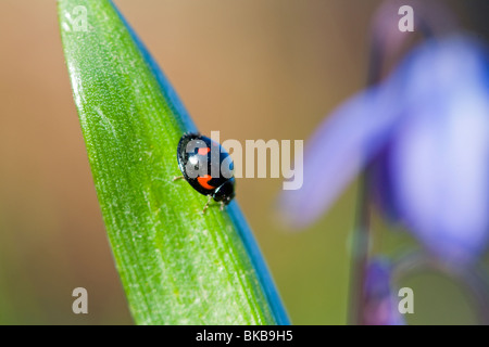 Lady-bug Exochomus qadripustulatus insectes ladybird Pin Suède Banque D'Images