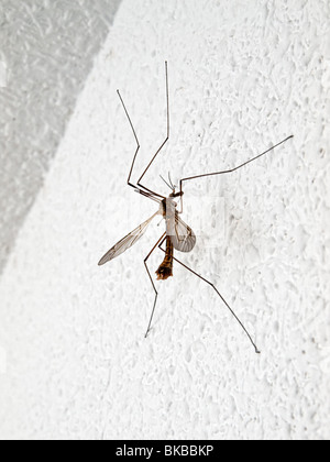 Sur moustique mur blanc Banque D'Images