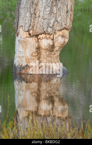 Castor (Castor canadensis) rongeant des traces sur un arbre. Banque D'Images