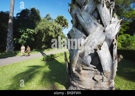 Palmier Talipot dans les jardins botaniques de Peradeniya, Kandy, Sri Lanka Banque D'Images