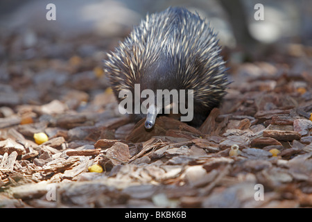 Échidné à nez court, épineuses Anteater (Tachyglossus aculeatus). Banque D'Images