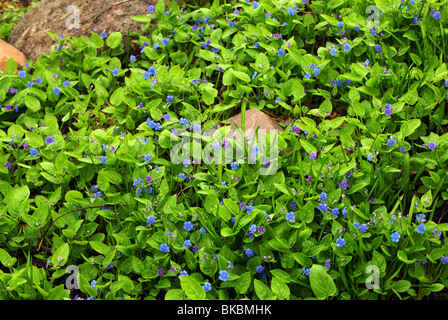 Blue spring flowers Omphalodes verna Banque D'Images