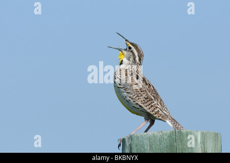 Sturnelle de l'Ouest (Sturnella neglecta) perché sur un post en bois en chantant. Banque D'Images