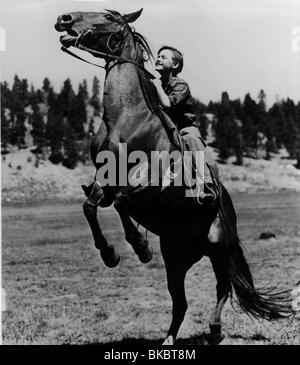 Mon Amie Flicka (1943) RODDY McDOWALL MFFK 001P Banque D'Images