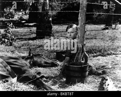 Mon Amie Flicka (1943) RODDY McDOWALL MFFK 003P L Banque D'Images