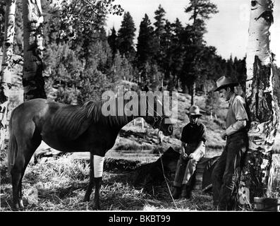 Mon Amie Flicka (1943), PRESTON FOSTER, Roddy McDOWALL MFFK 007P L Banque D'Images