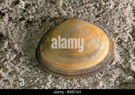 Sillon poivré poivré, Clam Shell Scrobicularia plana (sillons) sur le sable. Banque D'Images