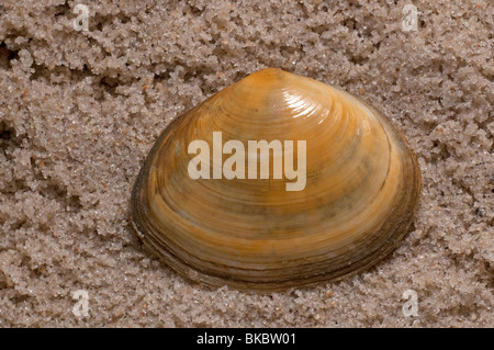 Sillon poivré poivré, Clam Shell Scrobicularia plana (sillons) sur le sable. Banque D'Images