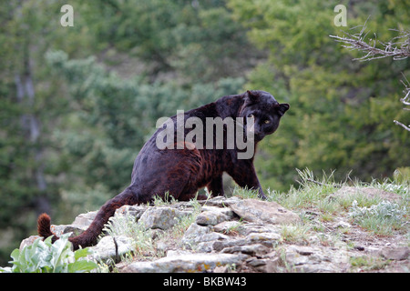 Panthère noire (Panthera pardus). Couleur noire phase de leopard, assis sur un rocher. Banque D'Images