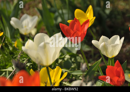 Tulipes colorées. Banque D'Images