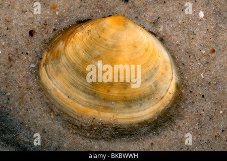 Sillon poivré poivré, Clam Shell Scrobicularia plana (sillons) sur le sable. Banque D'Images