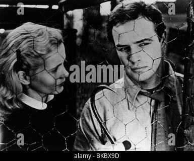 Sur le front (1954) EVA MARIE SAINT, Marlon Brando OTWF 030P Banque D'Images