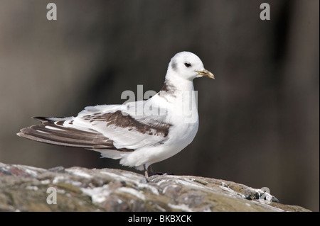 Mouette tridactyle, prises sur le îles Fanre, Northumberland Banque D'Images