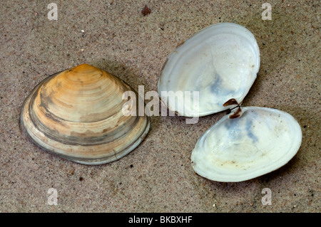 Sillon poivré poivré, Clam Shell Scrobicularia plana (sillon), des coquillages sur le sable. Banque D'Images