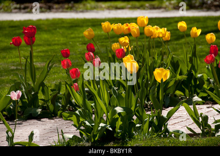 Tulipes colorées. Banque D'Images