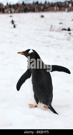 L'antarctique l'Île Cuverville Gentoo pingouin Banque D'Images