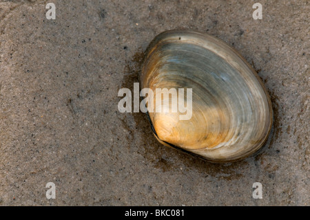 Sillon poivré poivré, Clam Shell Scrobicularia plana (sillons) sur le sable. Banque D'Images